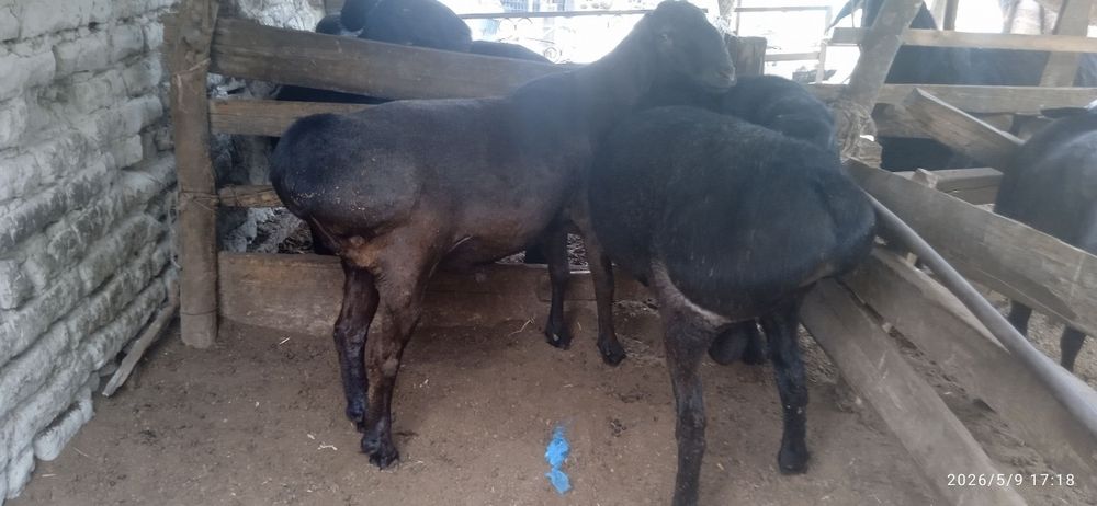 Qoʻchqor  80000soʻm/kg