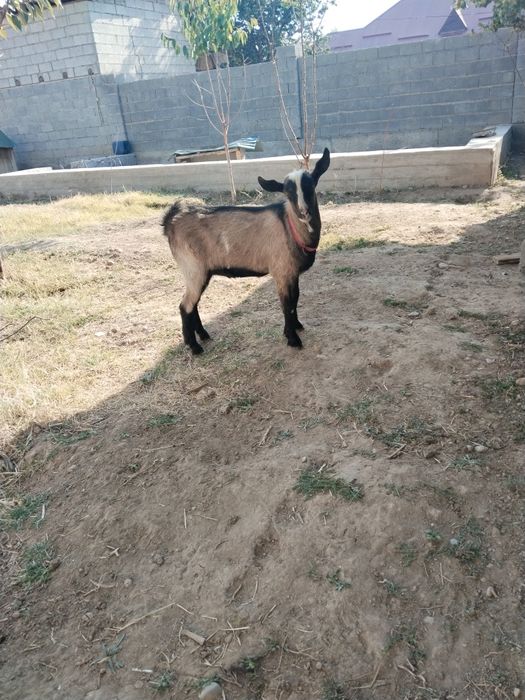 Чешская Козел для продажи