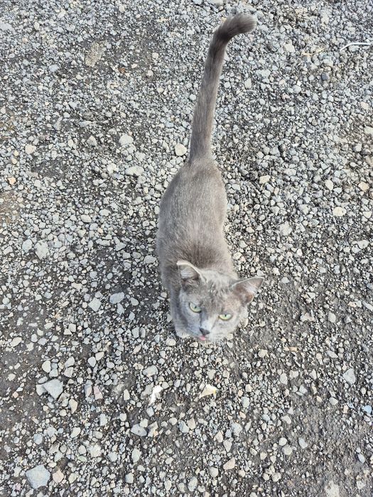 Кошечка ищет дом