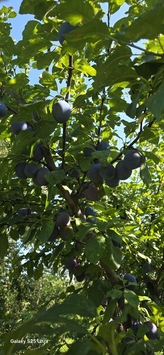 Prune pentru țuică sau dulceața