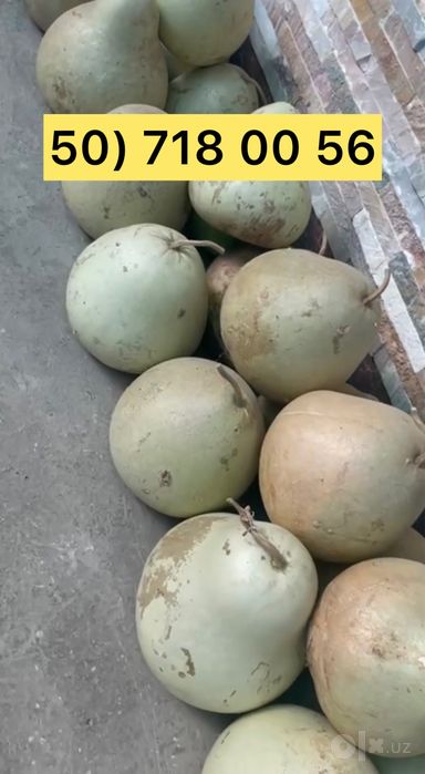 Bedana qovoq sotiladi Бедана қовоқ