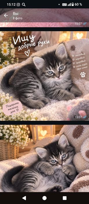 Отдам котят в добрые руки