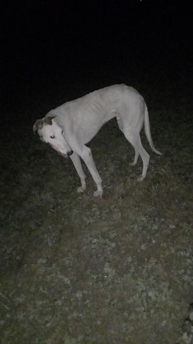 Акесы шешесы фото бар грейхаунд грейхаунд грейхаунд