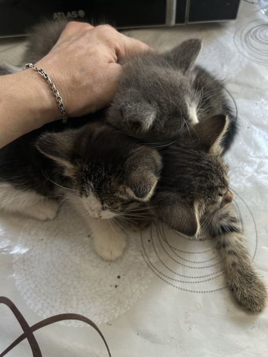 Котята бесплатно.