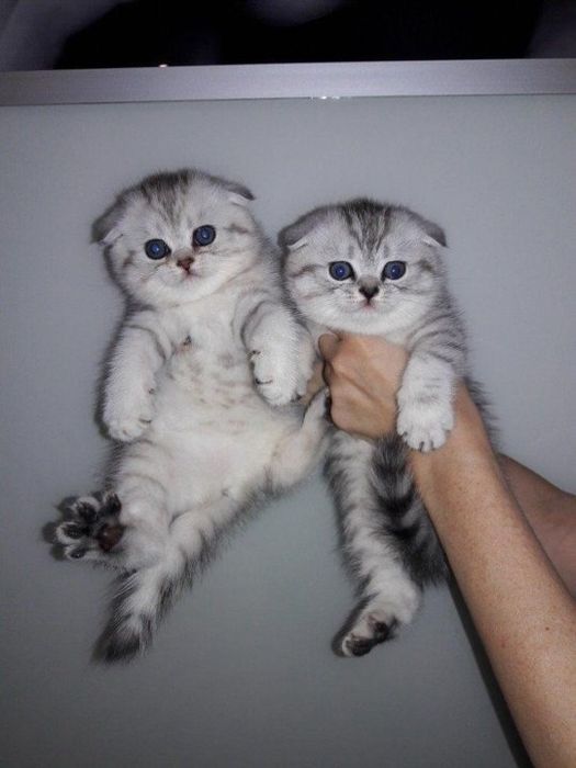 Забавные котята фолд