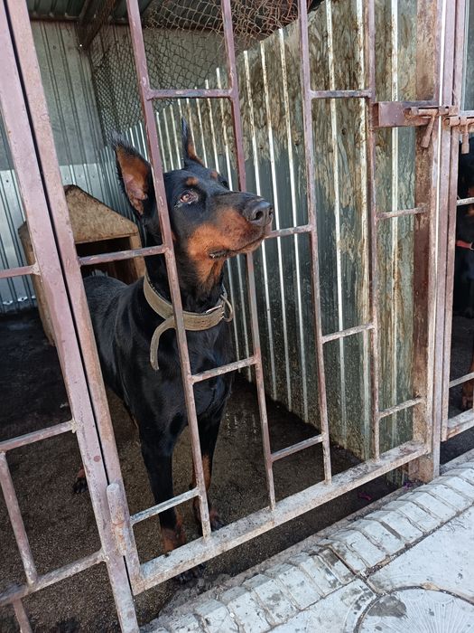 Продам собаку доберман