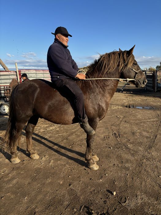 Полутяж айғыр сатылады