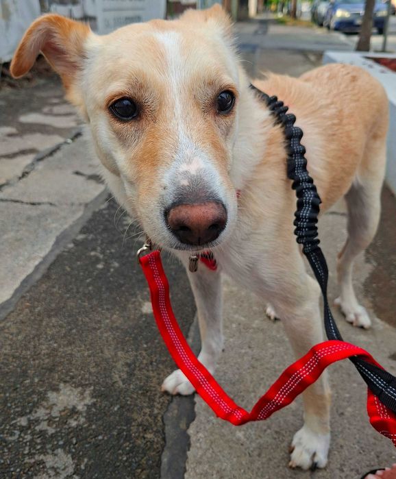 Adoptie caine superb pt curte mare