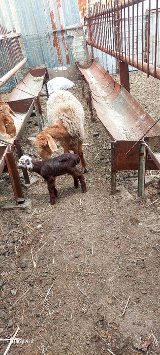 Киргизистон она бола куйлар сотилади