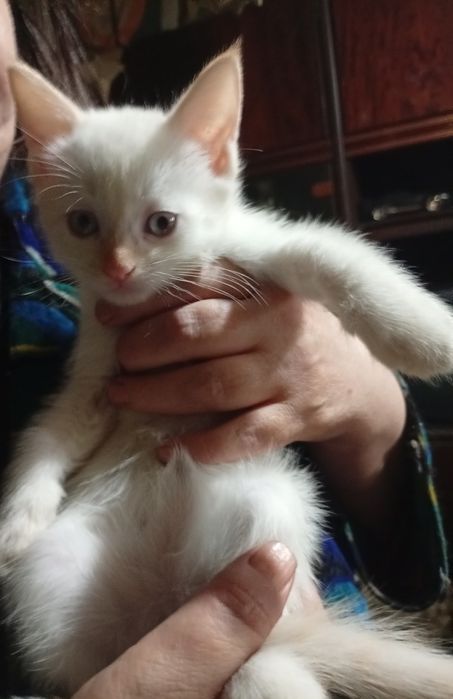 Продаются тайские котята