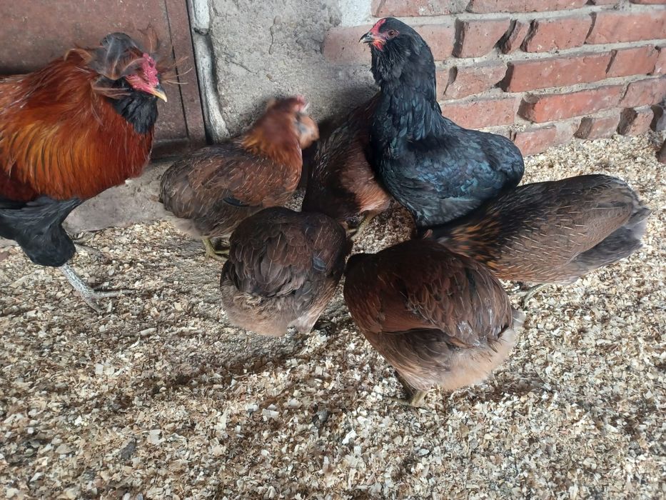 Oua de araucana pentru incubat