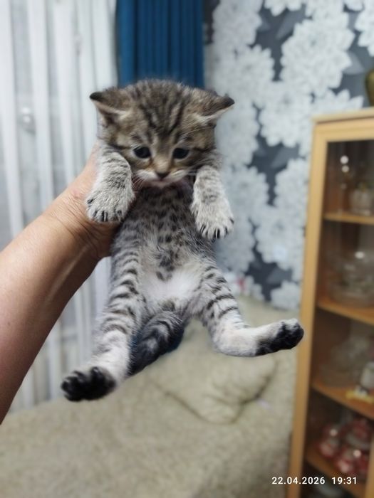 Готовы к продаже шотландские котята