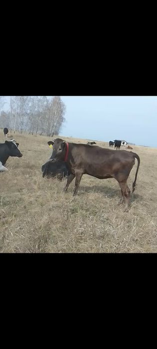 Продам тёлку год и месяц