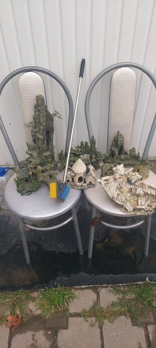 Рыбки разные мирные Растения