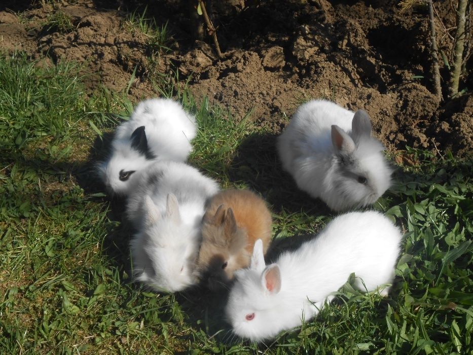 Iepuri pitici cap de leu