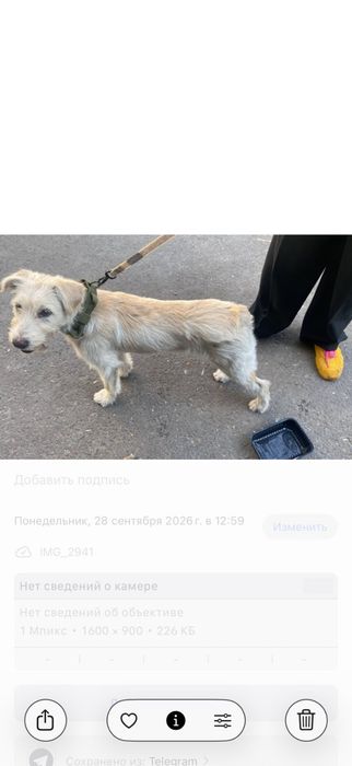 Щенок (4 месяца) девояка. Очень милая,ласковая