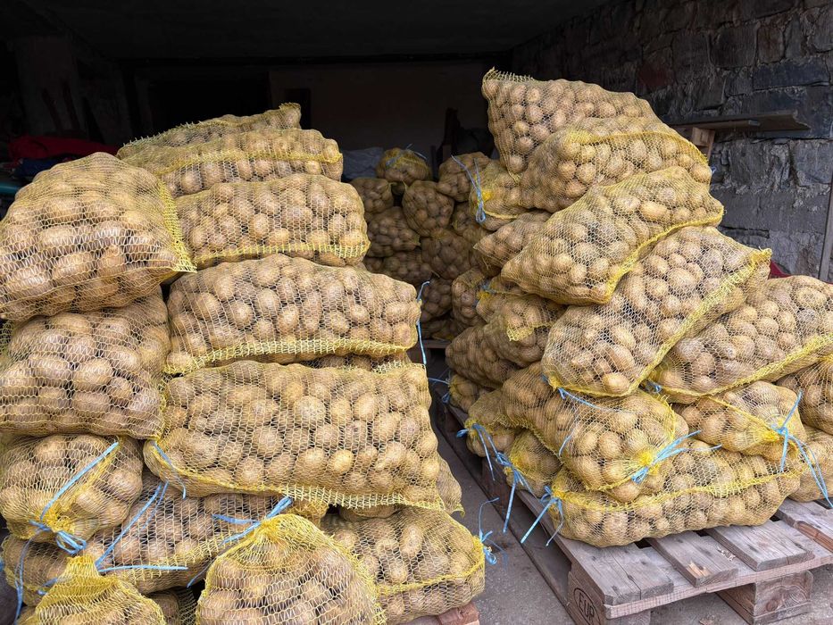 Картофи среден размер чипс сорт Сорая