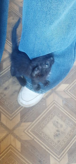 Отдам котенка в добрые руки