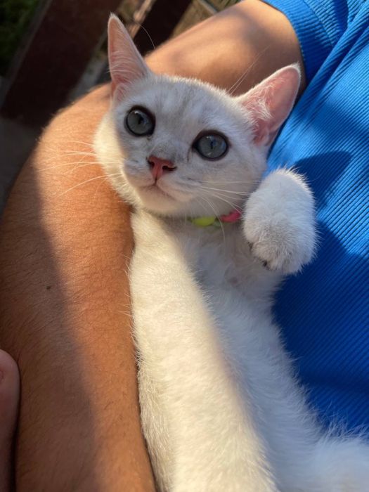 Серебристая Шиншилла