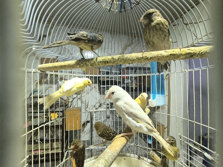 Продам Канареяк Молодые