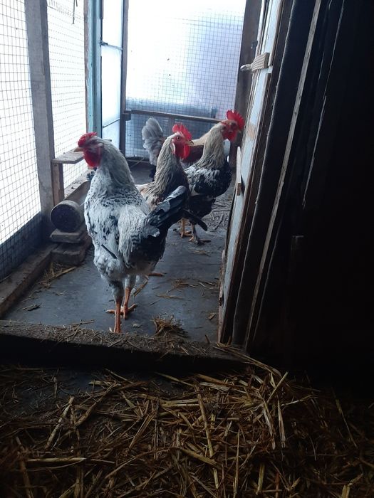 Қораздар сатылады