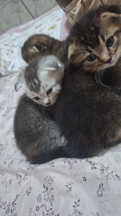 Продается котята шиншиллы
