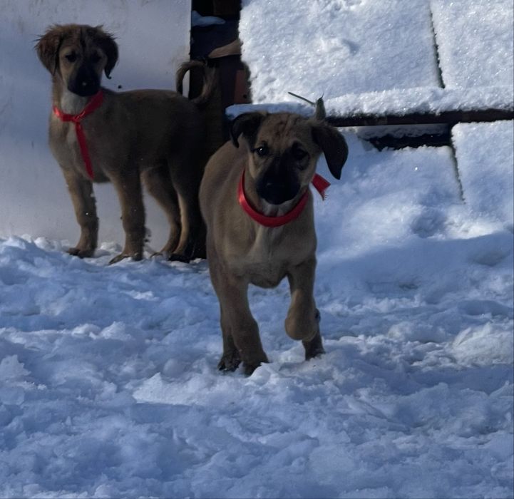 Продам щенков тазы(девочки)