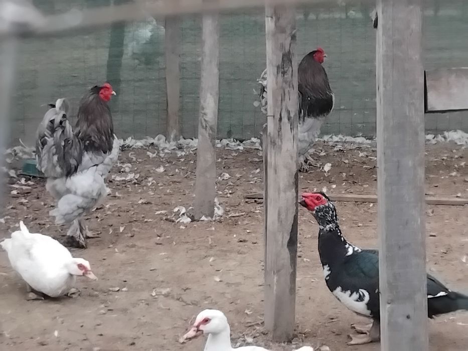 Cocoși Brahma și oua de rata muta