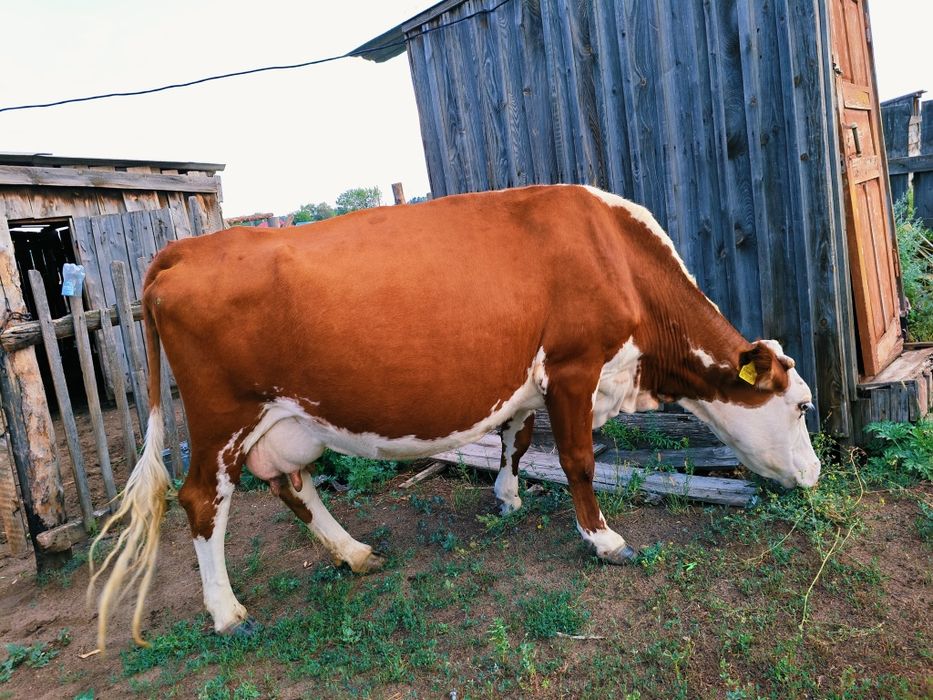 Продам корову дойную