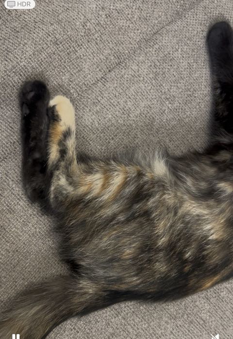 Котенок с необычным окрасом