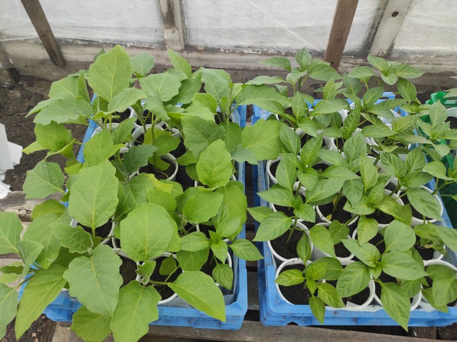 Продам рассаду овощей