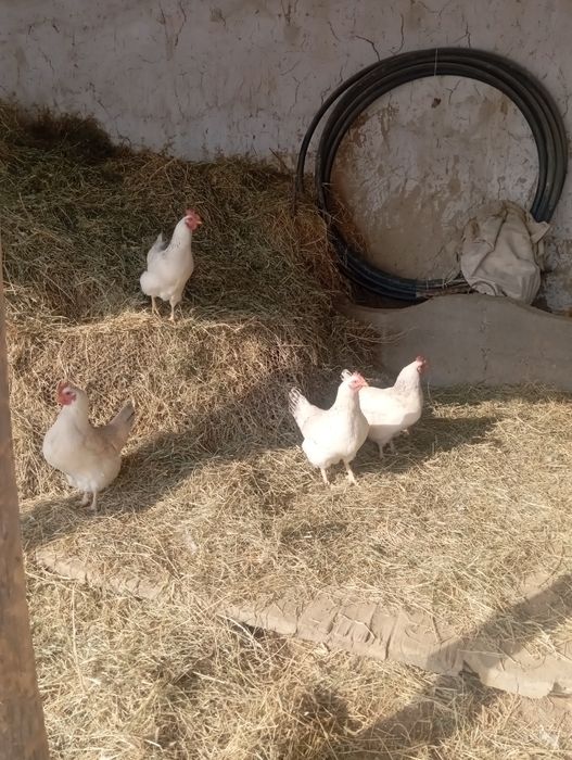 Жас мекендер  обмен