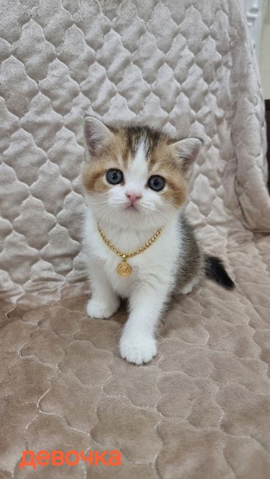 Шотланский котёнок страйт девочка