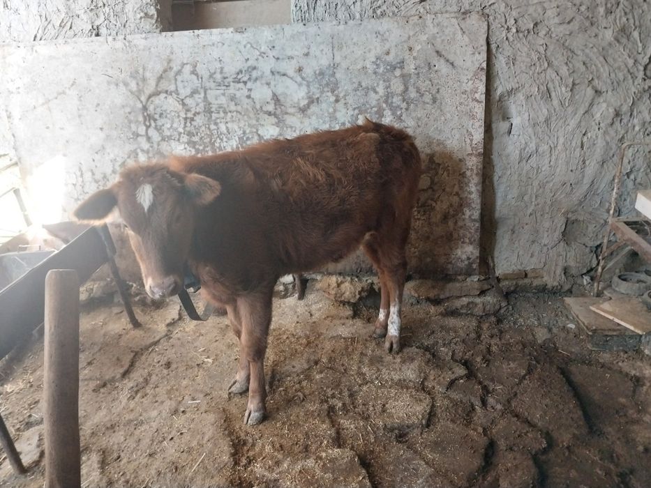 Гуножин сотилади сог'лом