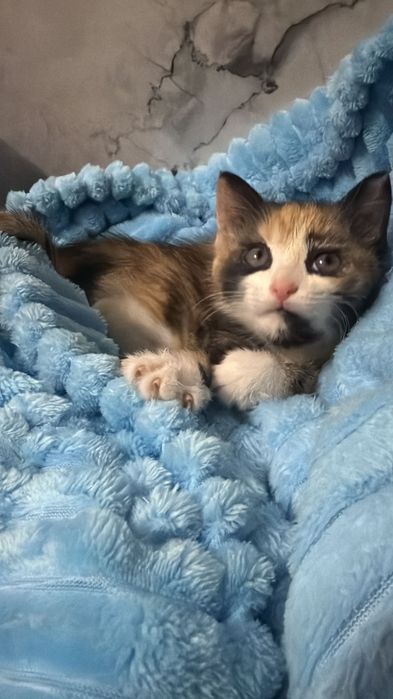 отдам даром кошку