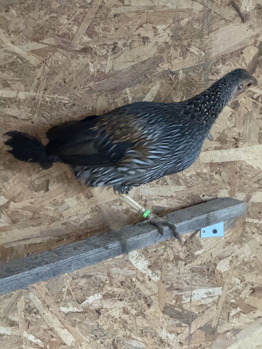 Cocos de jungla gallus sonneratii