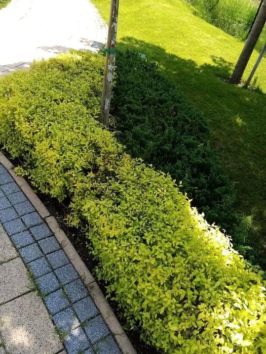 Озеленяване, косене, поддръжка на тревни площи