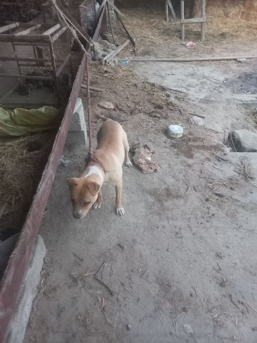 Itlar buxoro (pidbul)