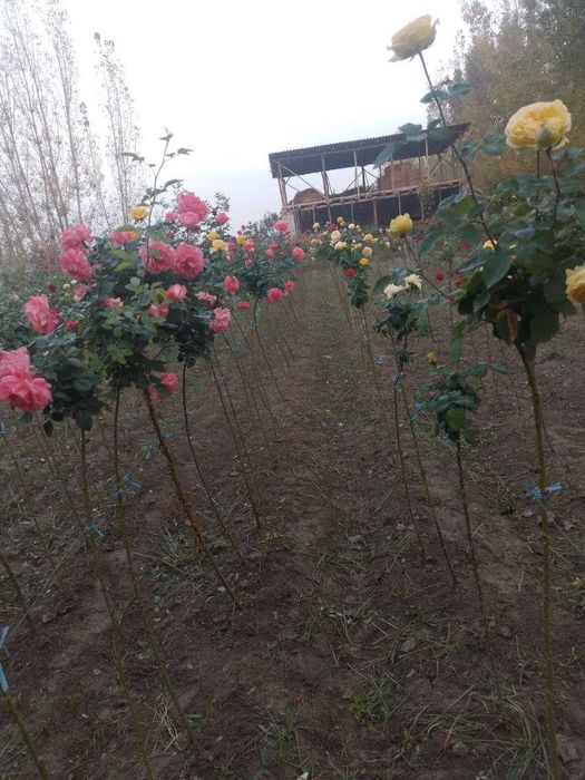 Штамплар сотилади