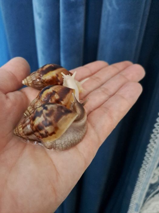 Ulitkalar sotivda boor