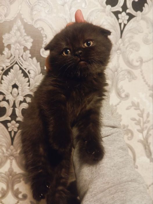 Eng yaxshi erotik modellarning fotosuratlari