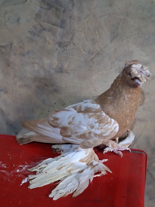 Голуби голуби голуби