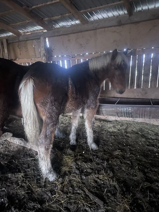 Vând  un manz  de  cinci luni jumate