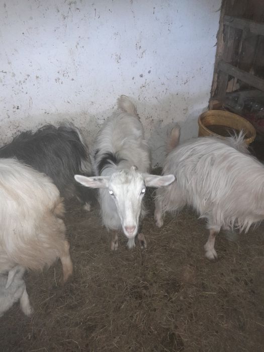 De vanzare  capra tanara