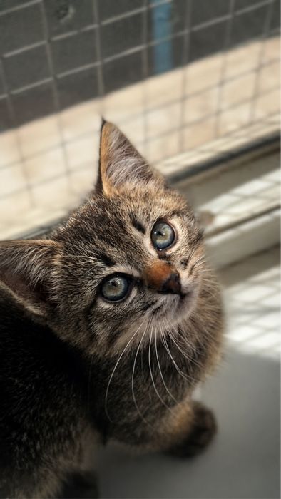 Самый милый котенок