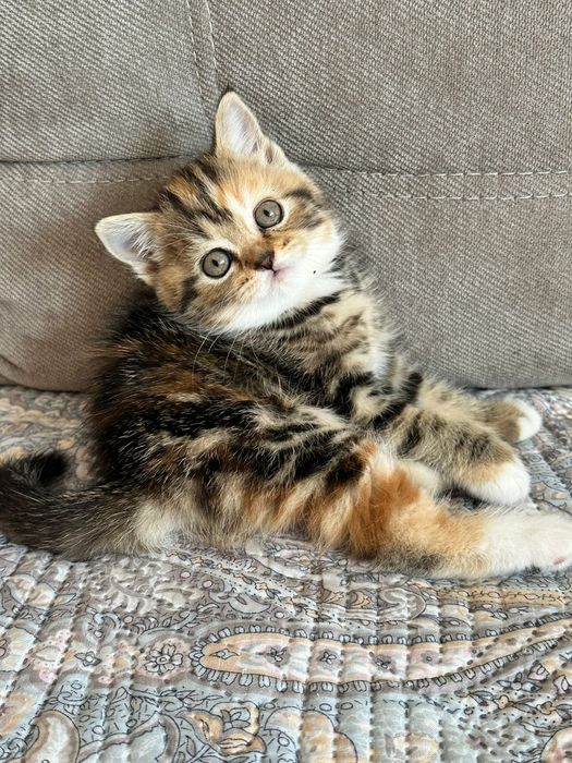 Продам Шотландских котят