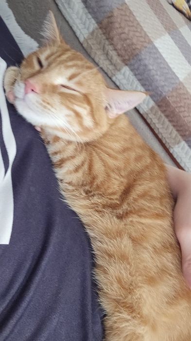 Отдам котёнка в добрые руки