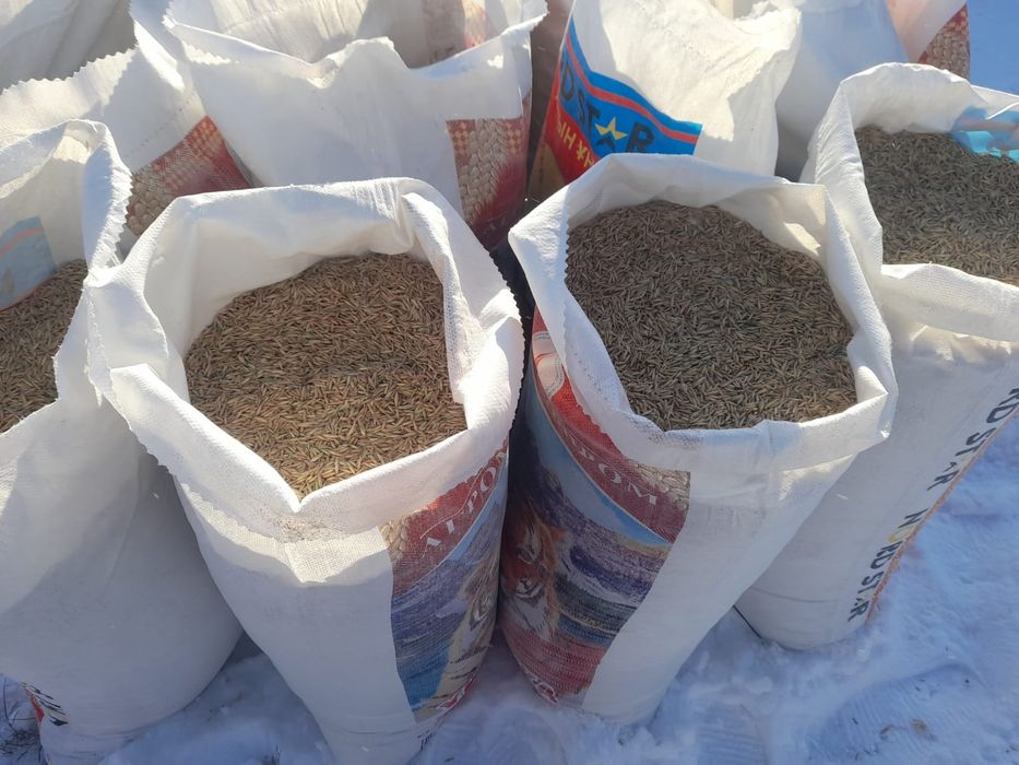 Продам Сулы..(Овёс)