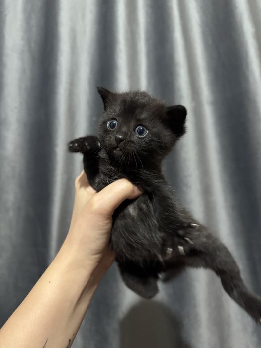 Ищем добрых хозяев для котят