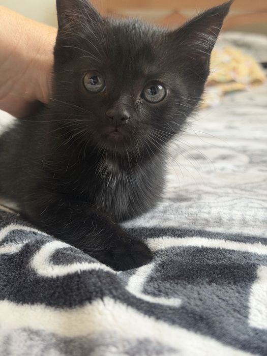Кошечка бесплатно